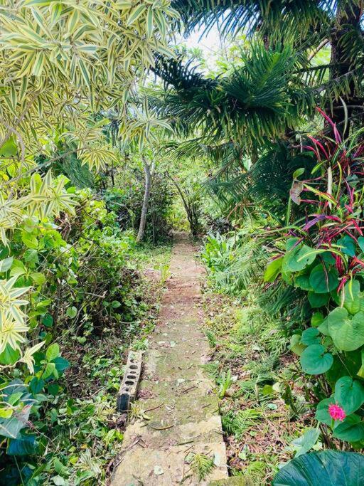 Villa Verde Luz: A Virgin Forest Yauco Eksteriør bilde